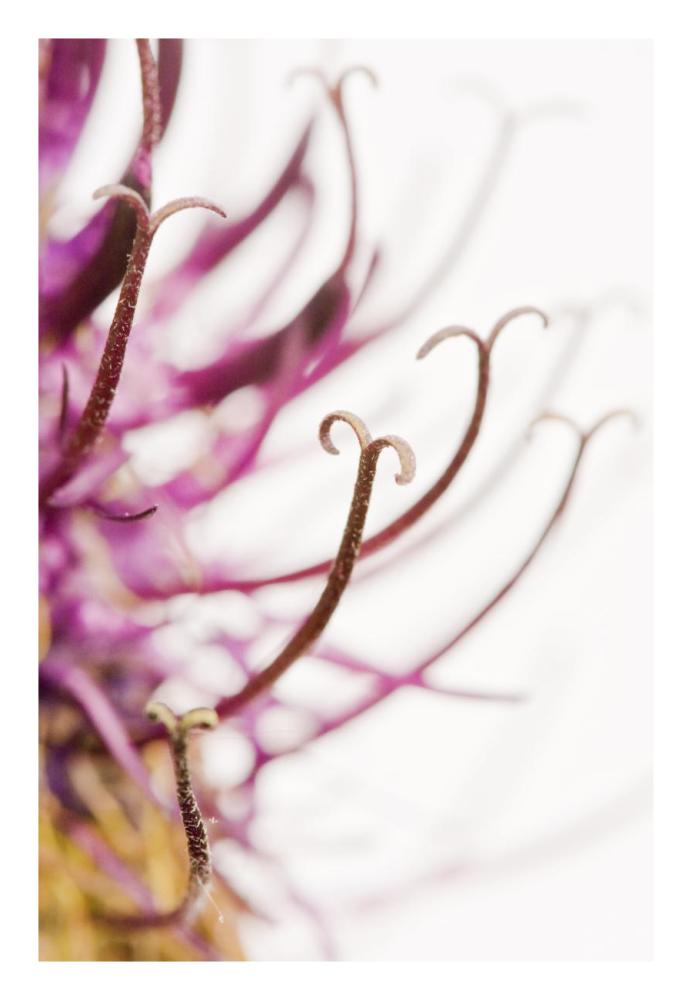 Black Rampion Flower Detail-Paper Art-18"x26"