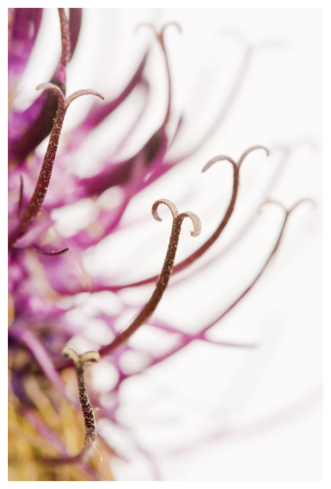 Black Rampion Flower Detail-Paper Art-42"x62"