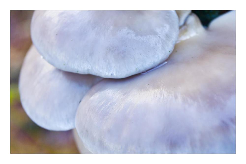 Porcelain Mushroom or Poached Egg Fungus Detail-Paper Art-24"x15.86"