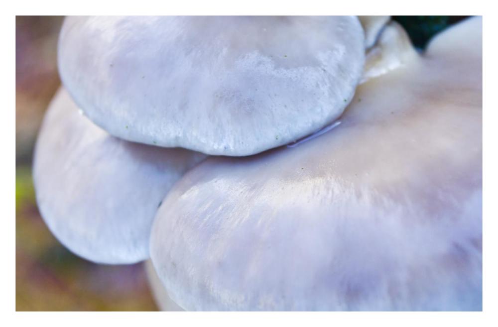 Porcelain Mushroom or Poached Egg Fungus Detail-Paper Art-32"x20.9"