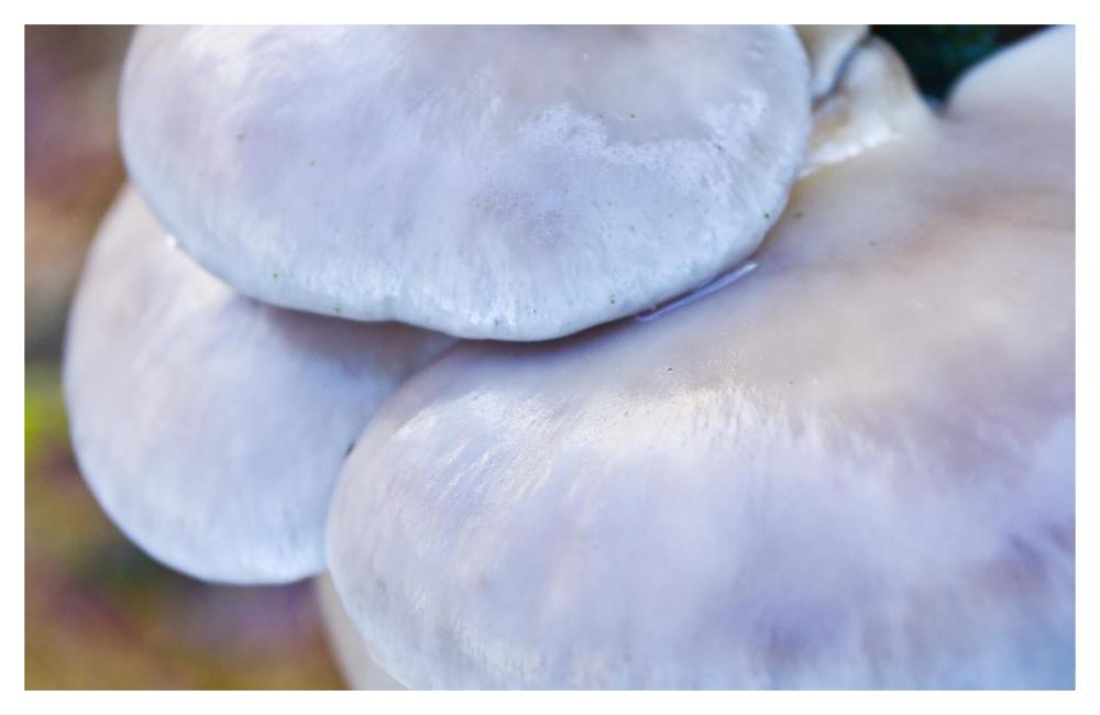Porcelain Mushroom or Poached Egg Fungus Detail-Paper Art-46"x29.72"