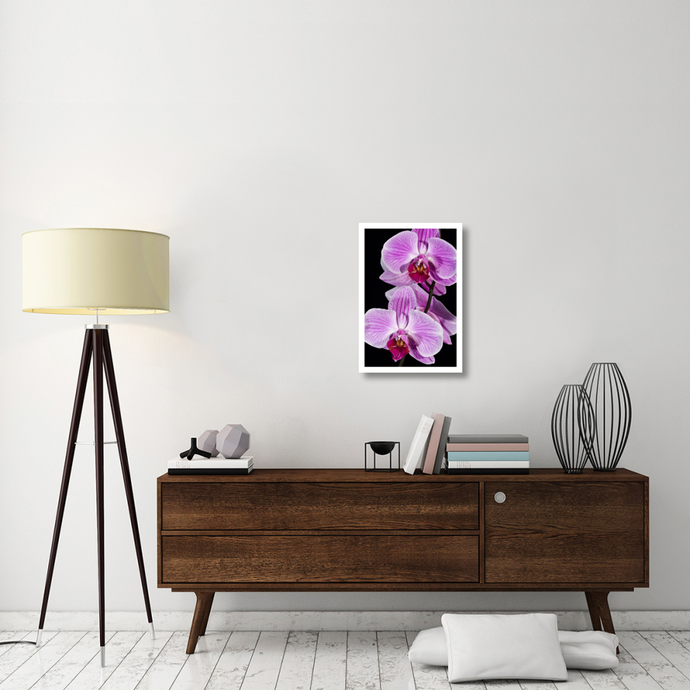 Orchid Flowering  Beveren-Waas  Belgium-Paper Art-18"&quotX26""