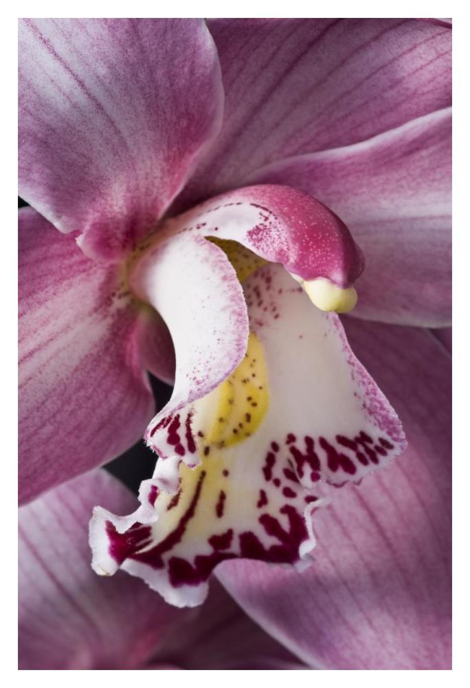 Orchid flowering, Keukenhof, Lisse, South Holland, Netherlands-Paper Art-14"x20"