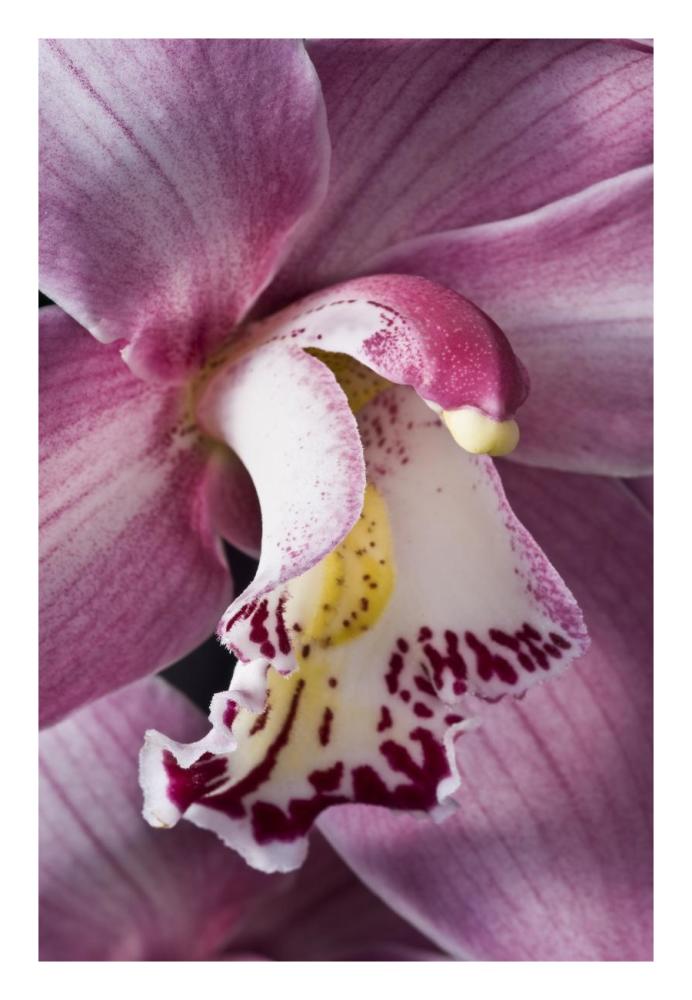 Orchid flowering, Keukenhof, Lisse, South Holland, Netherlands-Paper Art-18"x26"
