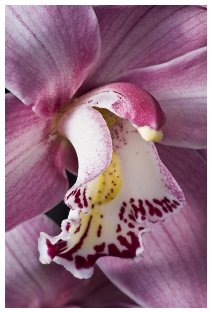 Orchid flowering, Keukenhof, Lisse, South Holland, Netherlands-Paper Art-42"x62"