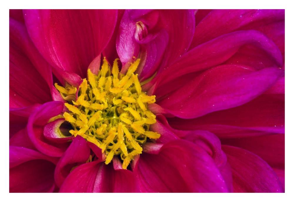 Dahlia flowering, Dahlstar Sunset Pink, Keukenhof, Lisse, South Holland, Netherlands-Paper Art-32"x22"