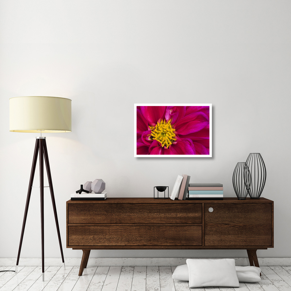 Dahlia flowering, Dahlstar Sunset Pink, Keukenhof, Lisse, South Holland, Netherlands-Paper Art-32&quotx22"