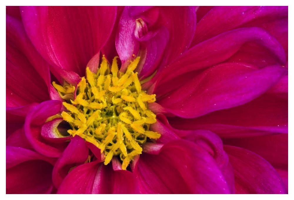 Dahlia flowering, Dahlstar Sunset Pink, Keukenhof, Lisse, South Holland, Netherlands-Paper Art-50"x34"