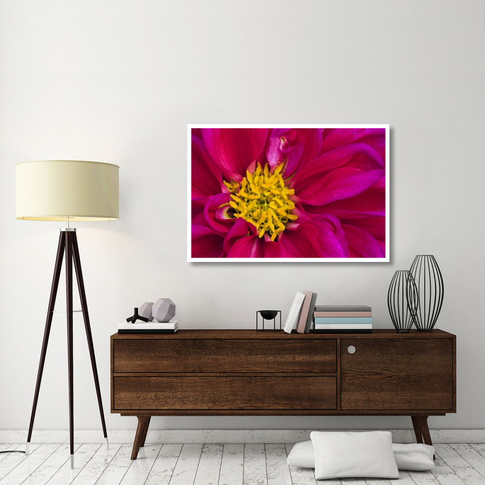 Dahlia flowering, Dahlstar Sunset Pink, Keukenhof, Lisse, South Holland, Netherlands-Paper Art-50&quotx34"