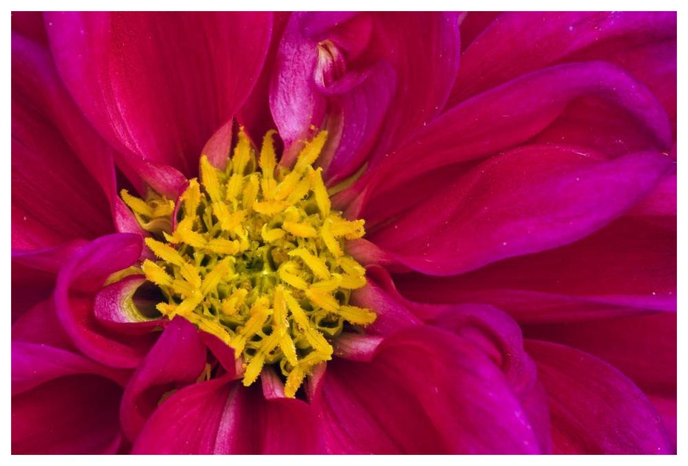 Dahlia flowering, Dahlstar Sunset Pink, Keukenhof, Lisse, South Holland, Netherlands-Paper Art-62"x42"