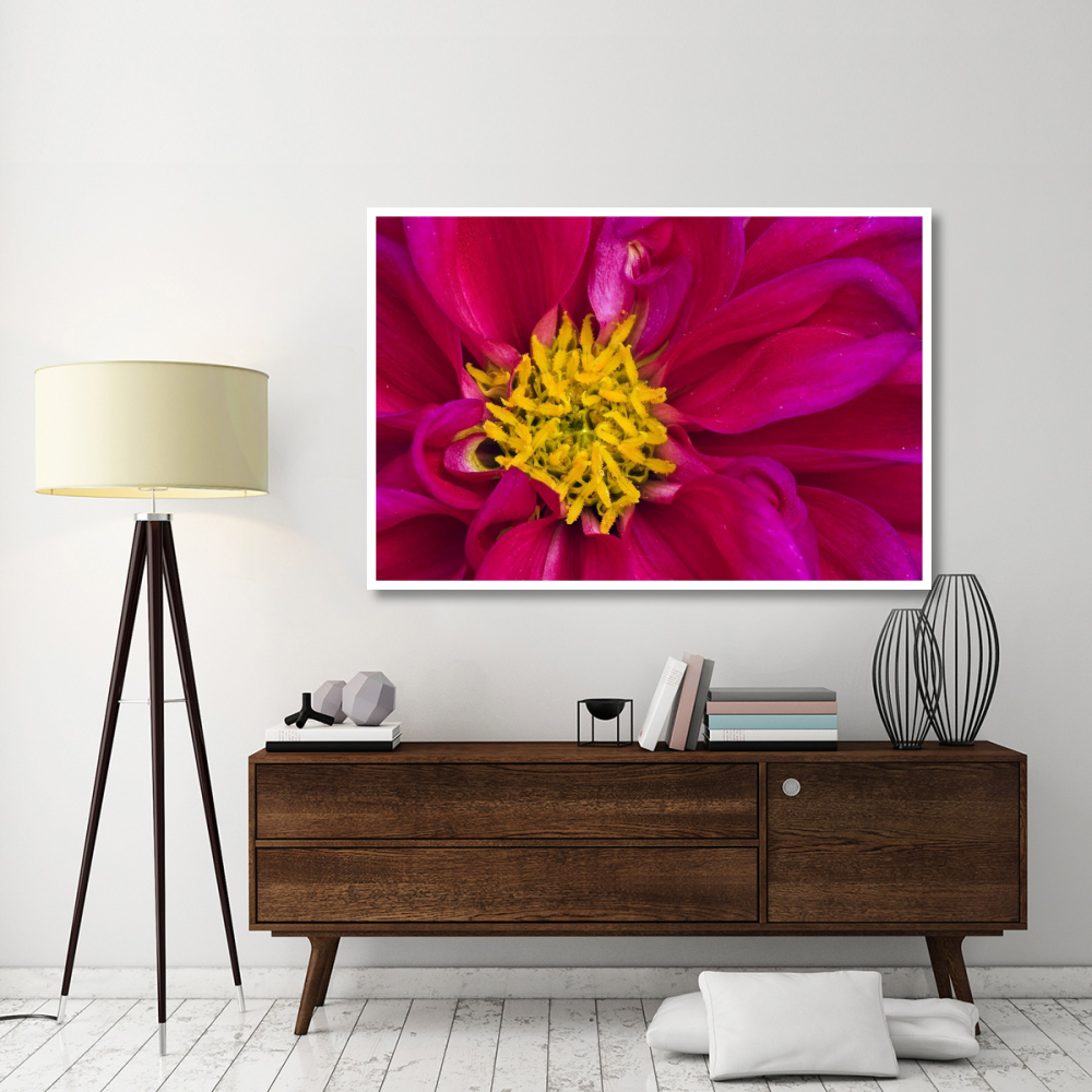 Dahlia flowering, Dahlstar Sunset Pink, Keukenhof, Lisse, South Holland, Netherlands-Paper Art-62&quotx42"