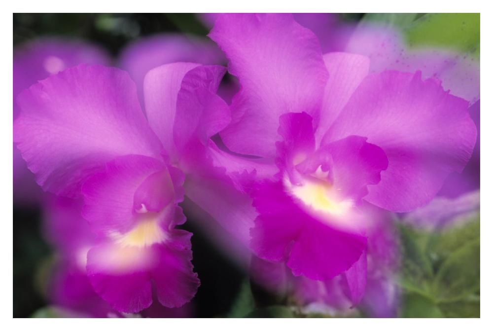 Orchid close up-Paper Art-20"x14"