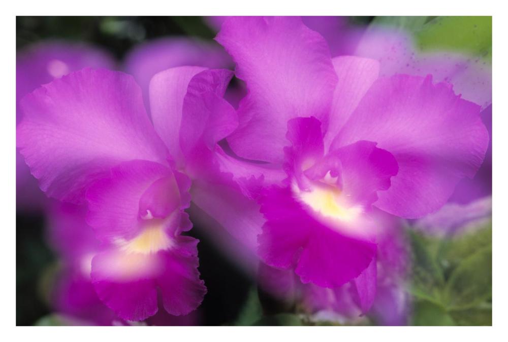 Orchid close up-Paper Art-32"x22"