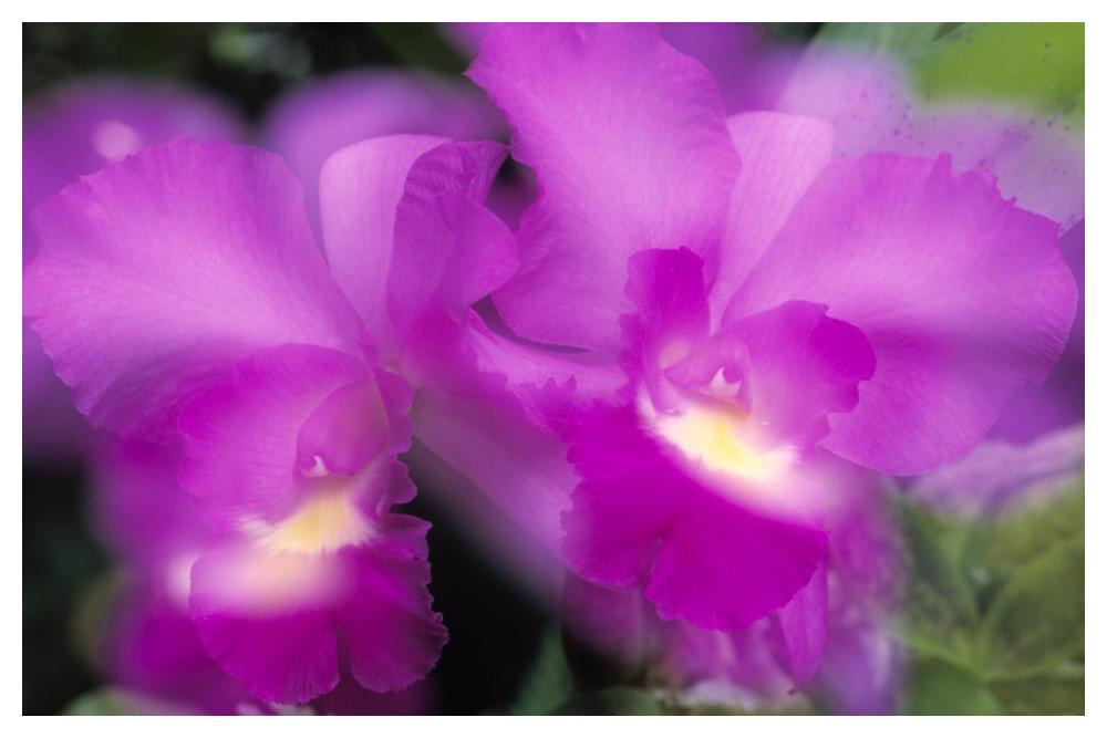 Orchid close up-Paper Art-50"x34"