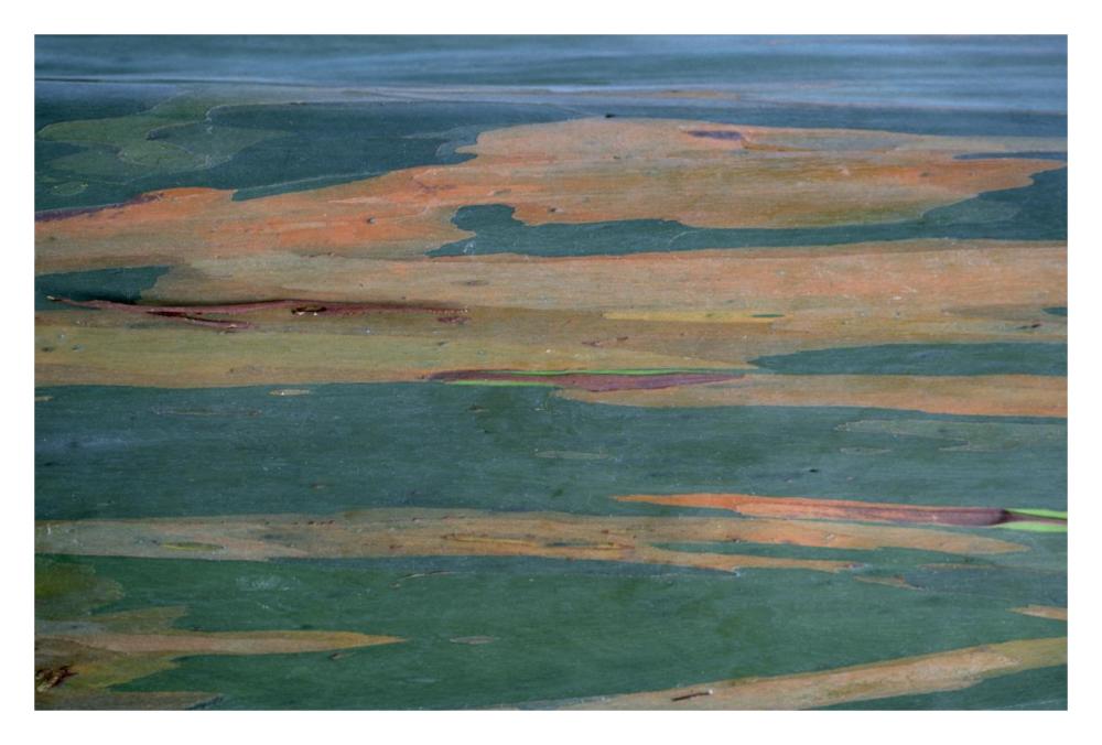 Gum Tree bark detail-Paper Art-32"x22"