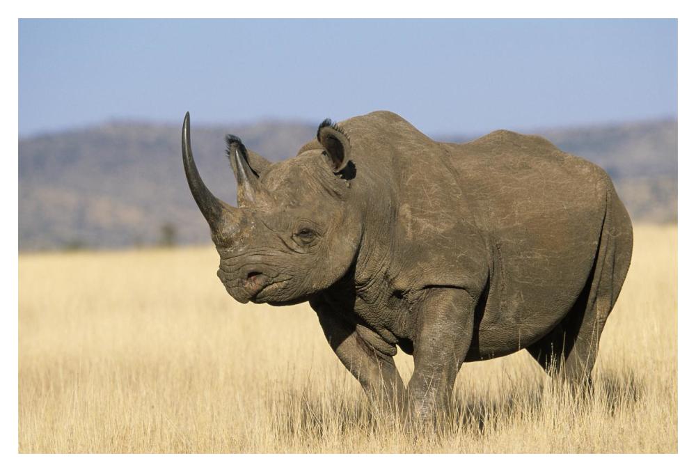 Black Rhinoceros Africa-Paper Art-20"x14"
