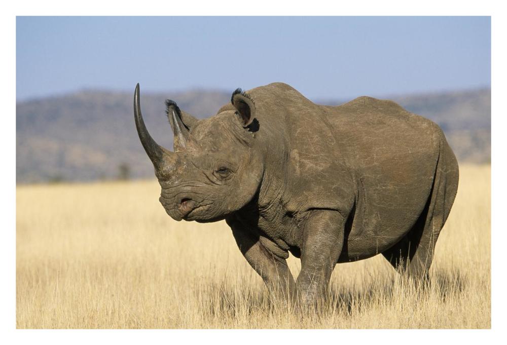 Black Rhinoceros Africa-Paper Art-32"x22"