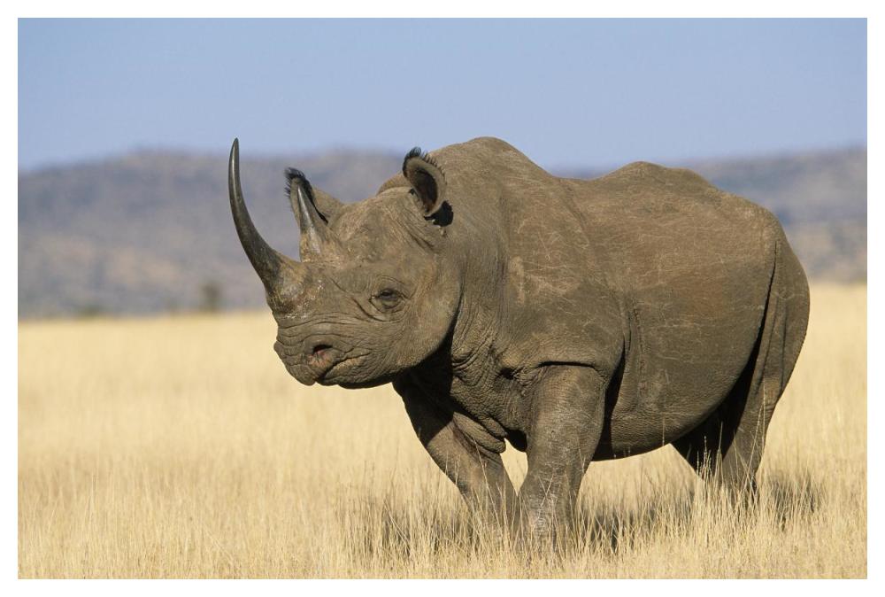Black Rhinoceros Africa-Paper Art-50"x34"