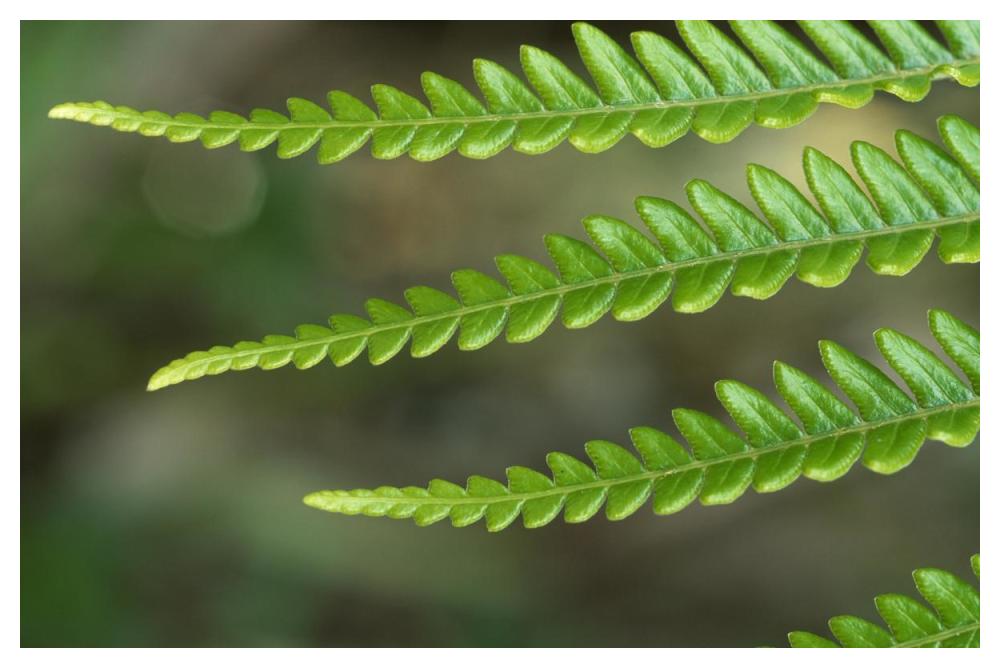 Fern frond, detail, Hawaii-Paper Art-50"x34"