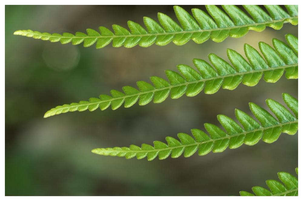 Fern frond, detail, Hawaii-Paper Art-62"x42"