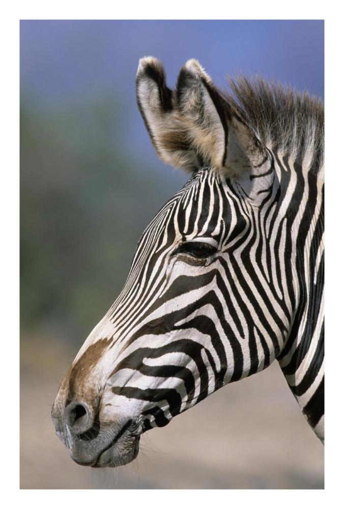 Grevy's Zebra portrait, Africa-Paper Art-18"x26"