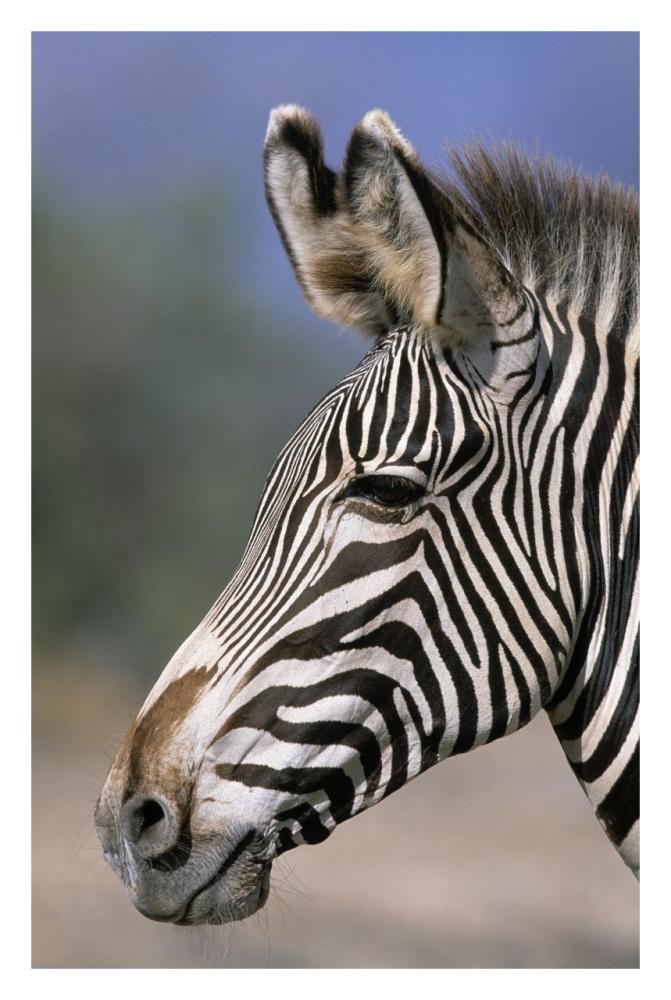 Grevy's Zebra portrait, Africa-Paper Art-22"x32"