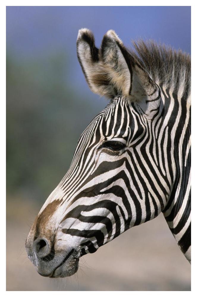 Grevy's Zebra portrait, Africa-Paper Art-34"x50"