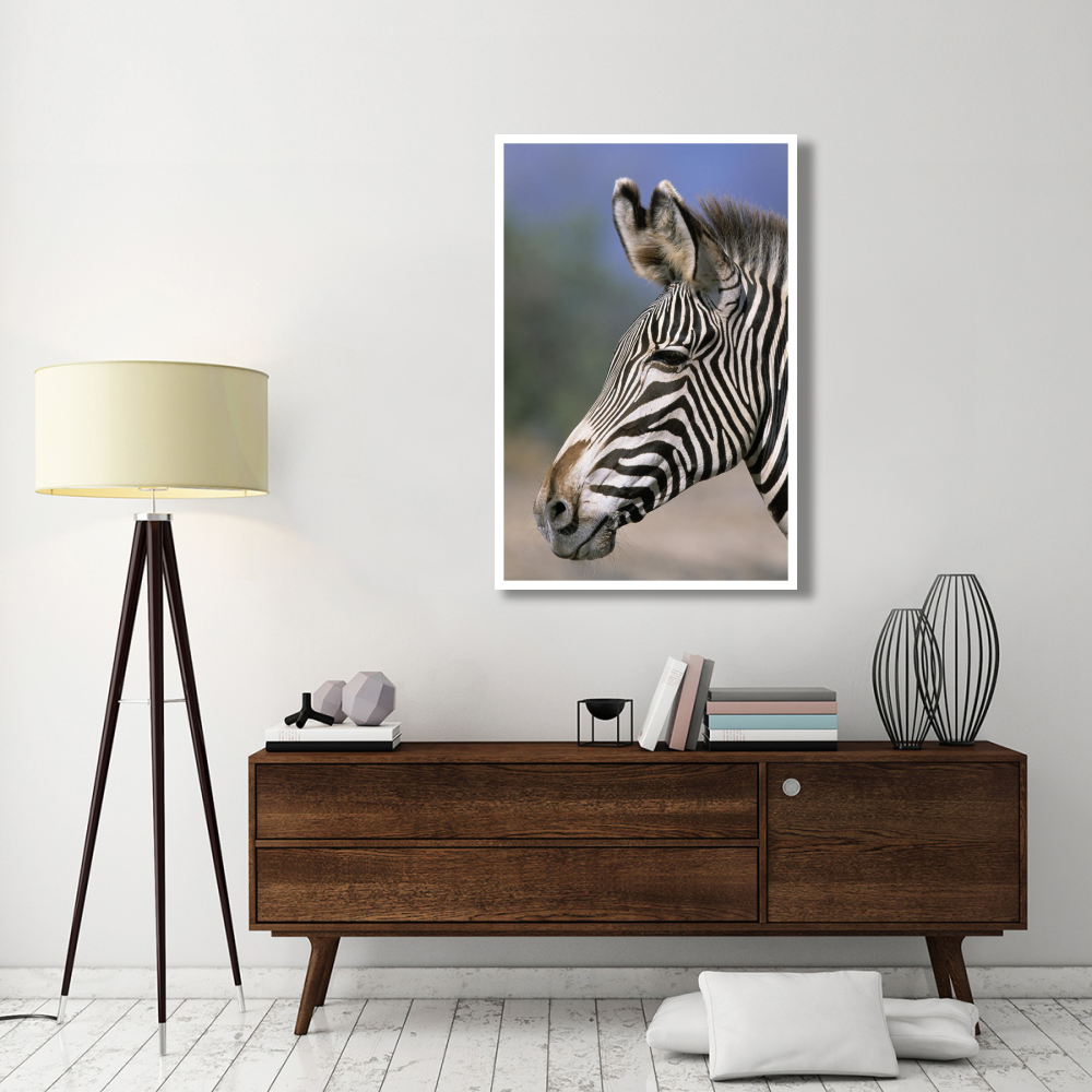 Grevy's Zebra portrait, Africa-Paper Art-34&quotx50"