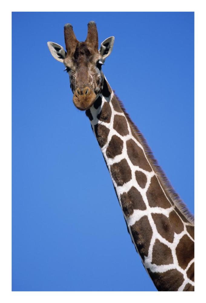 Reticulated Giraffe close up, Africa-Paper Art-18"x26"