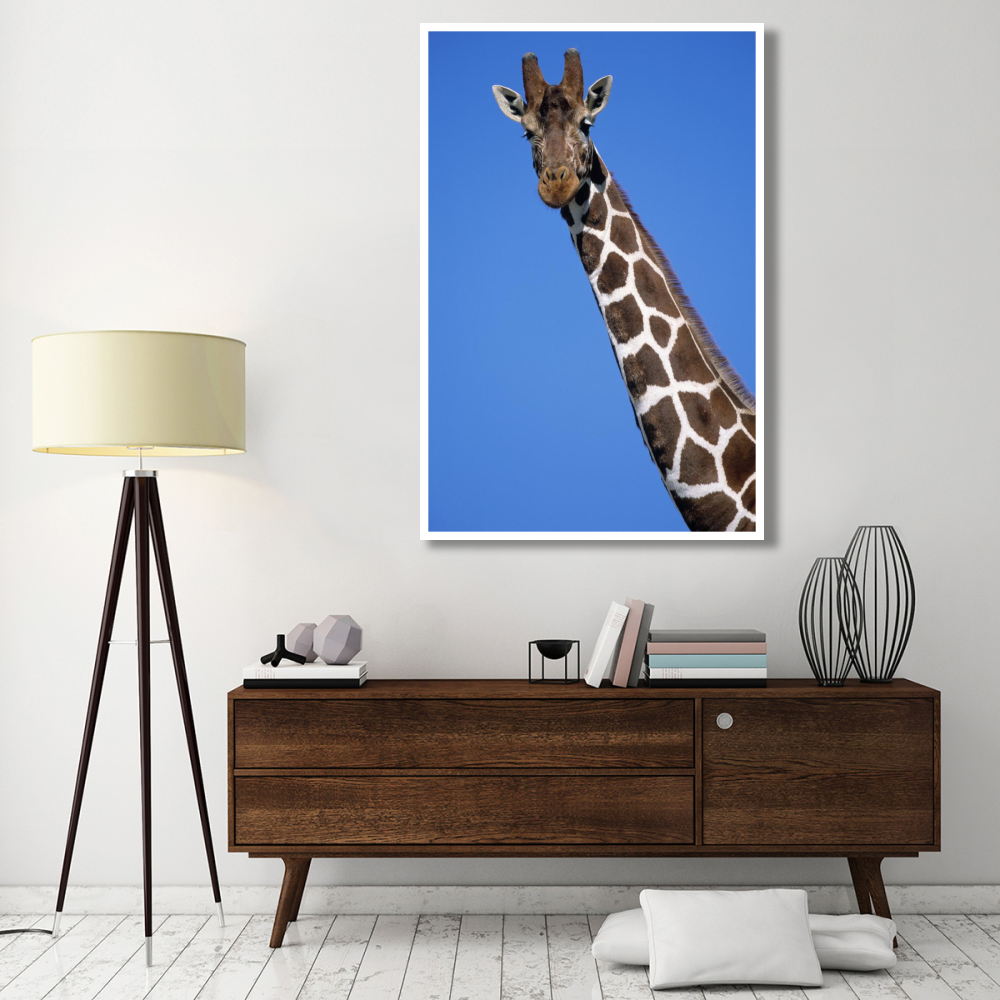 Reticulated Giraffe close up, Africa-Paper Art-42&quotx62"