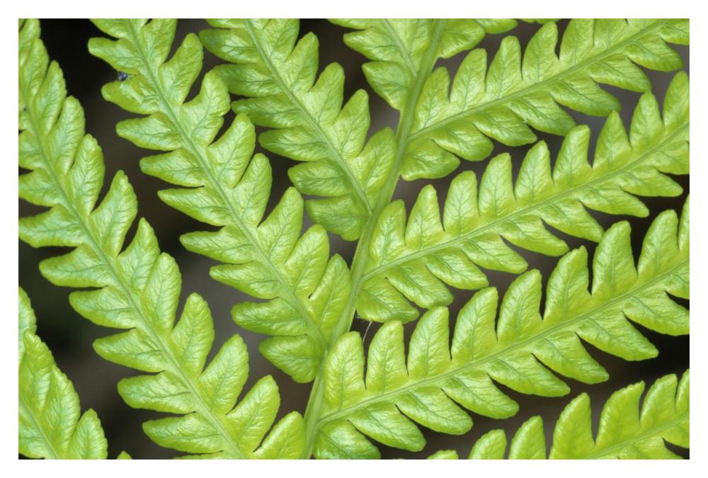 Fern frond, detail, Big Island, Hawaii-Paper Art-20"x14"