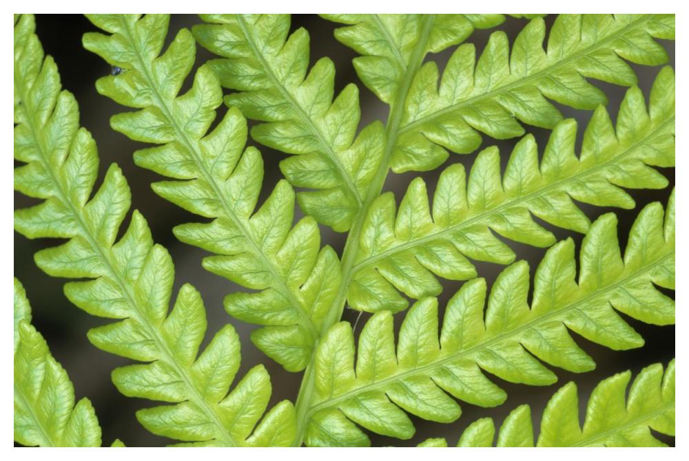 Fern frond, detail, Big Island, Hawaii-Paper Art-50"x34"
