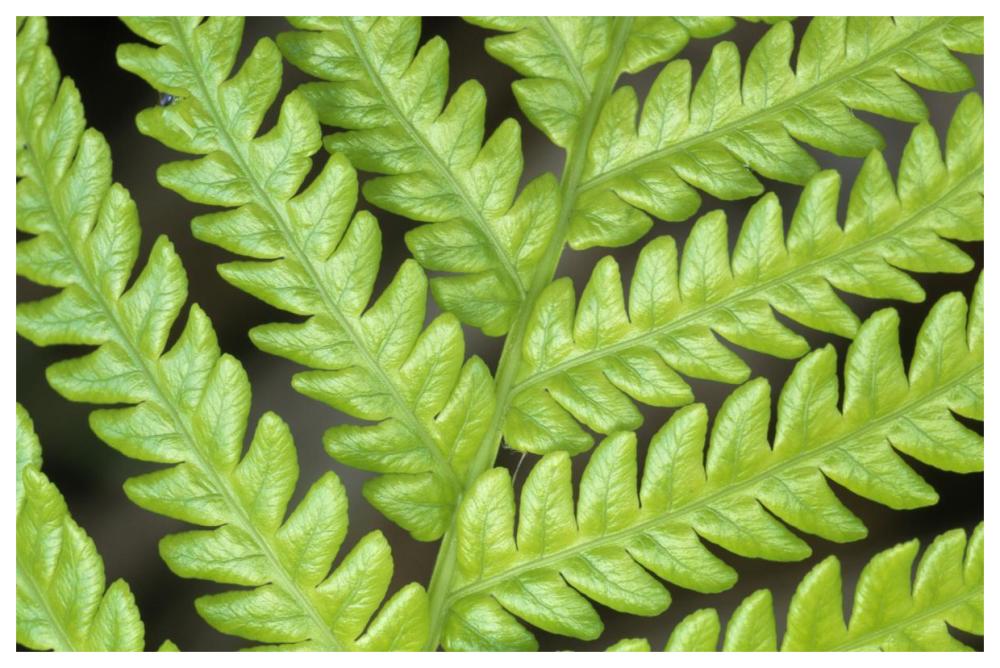 Fern frond, detail, Big Island, Hawaii-Paper Art-62"x42"