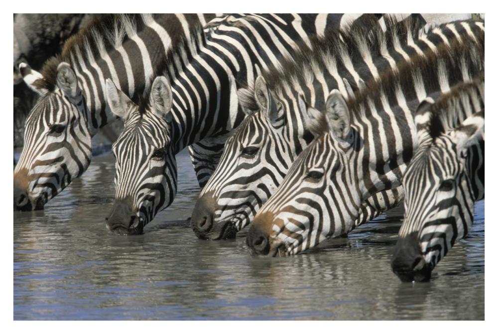 Burchell's Zebra group drinking, Africa-Paper Art-38"x26"