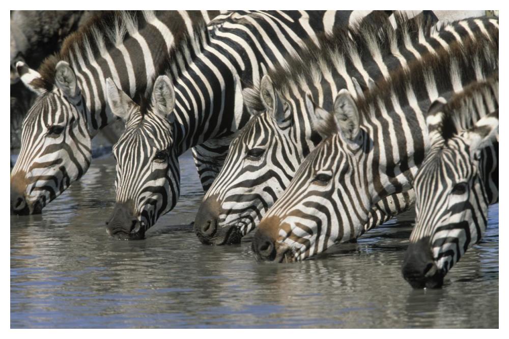 Burchell's Zebra group drinking, Africa-Paper Art-50"x34"