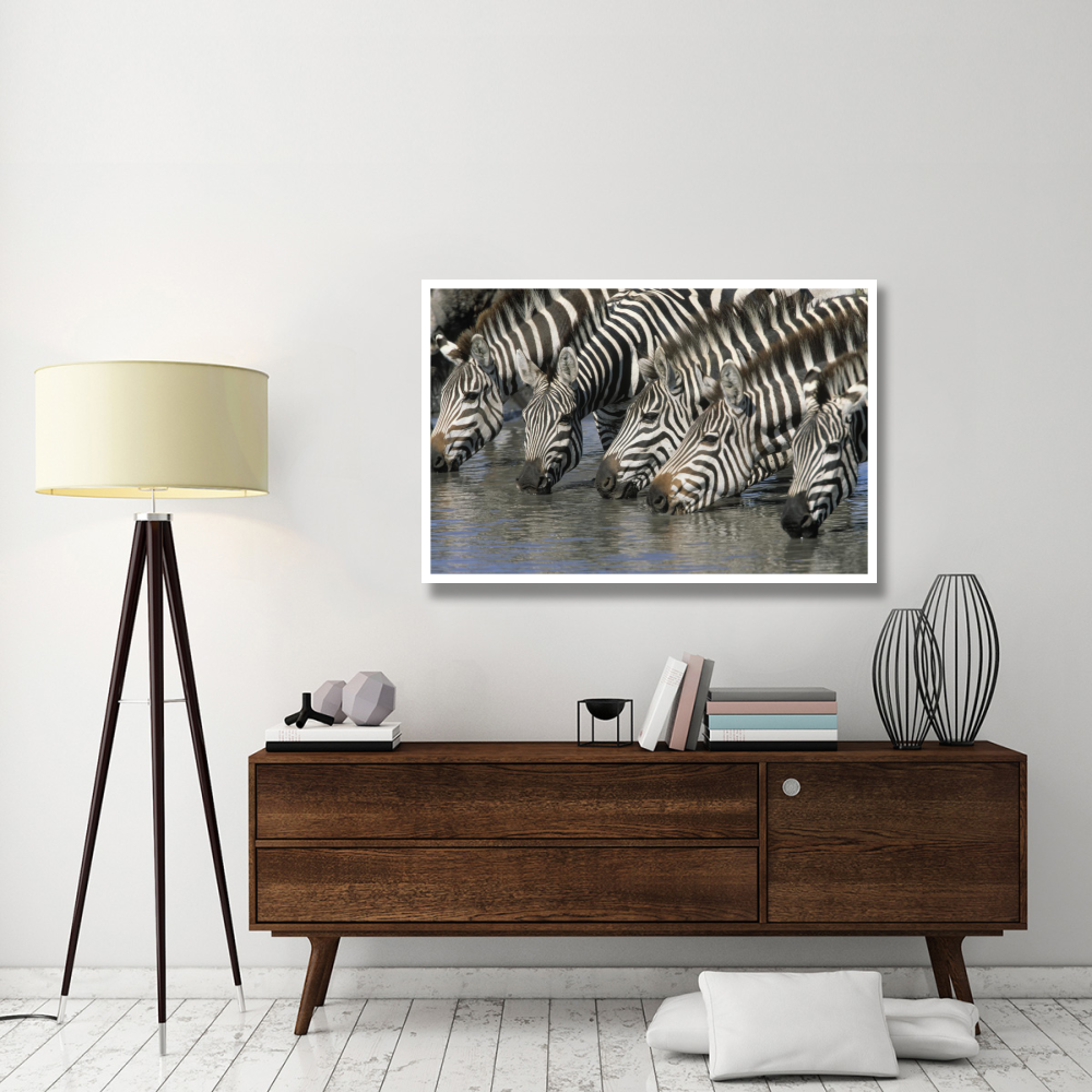 Burchell's Zebra group drinking, Africa-Paper Art-50&quotx34"