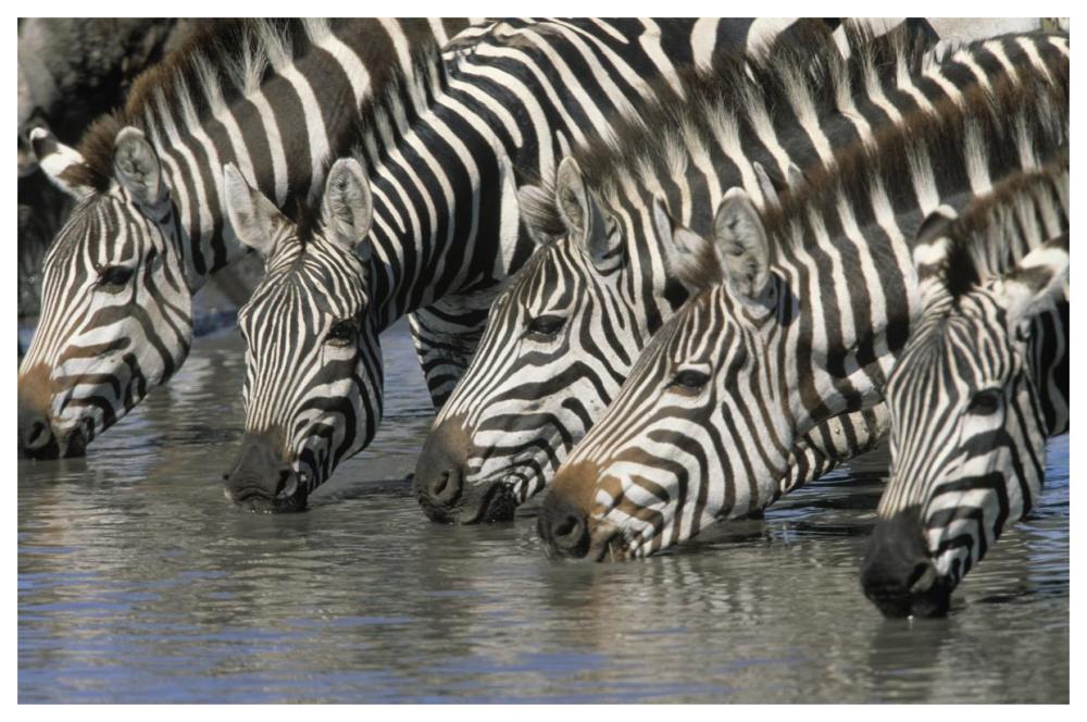 Burchell's Zebra group drinking, Africa-Paper Art-62"x42"