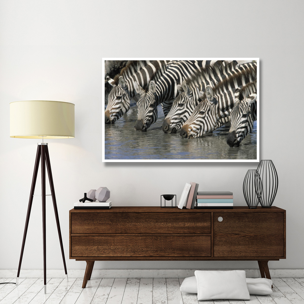 Burchell's Zebra group drinking, Africa-Paper Art-62&quotx42"