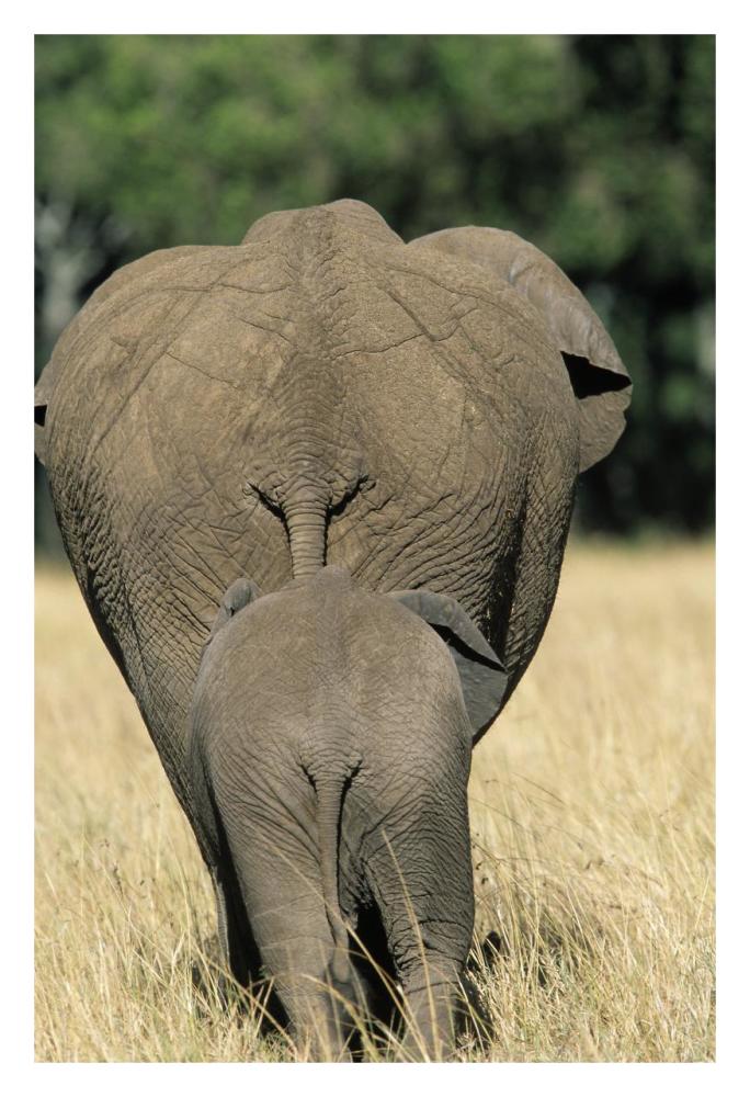 African Elephant mother with calf, Africa-Paper Art-22"x32"