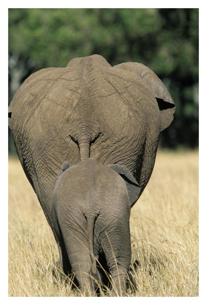 African Elephant mother with calf, Africa-Paper Art-26"x38"