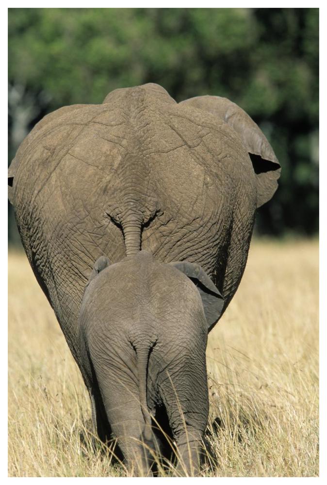 African Elephant mother with calf, Africa-Paper Art-42"x62"
