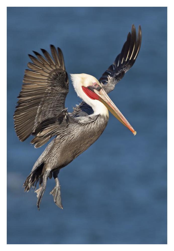 Brown Pelican landing, San Diego, California-Paper Art-26"x38"