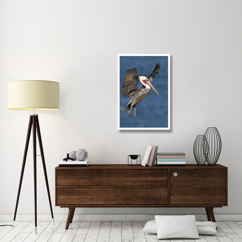 Brown Pelican landing, San Diego, California-Paper Art-26&quotx38"