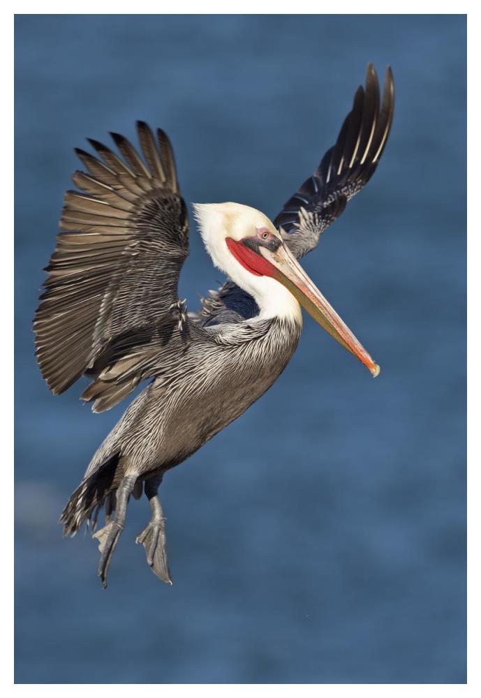 Brown Pelican landing, San Diego, California-Paper Art-34"x50"