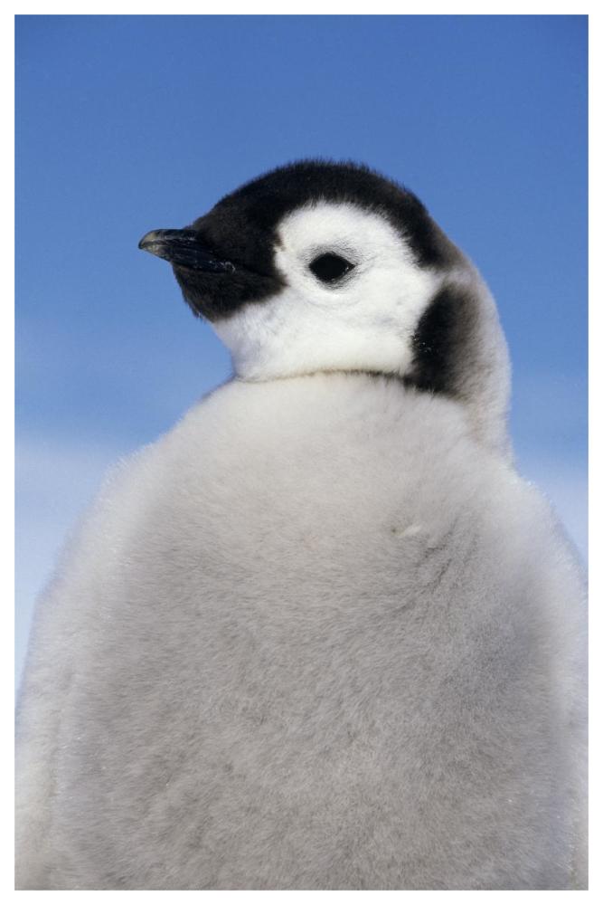 Emperor Penguin portrait of chick, Antarctica-Paper Art-42"x62"
