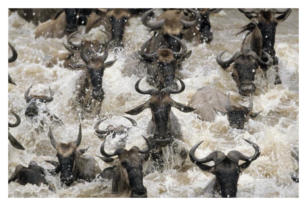 Blue Wildebeest migrating herd crossing river, Africa-Paper Art-38"x26"