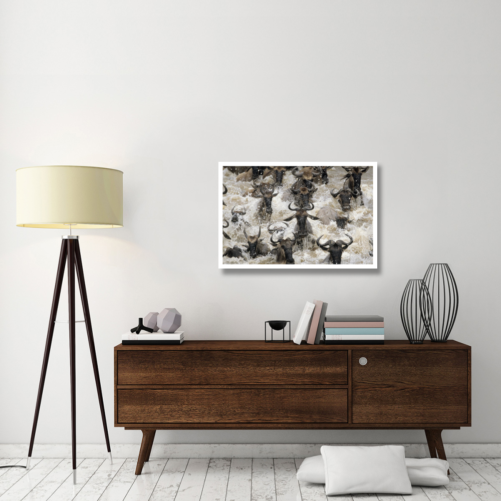 Blue Wildebeest migrating herd crossing river, Africa-Paper Art-38&quotx26"