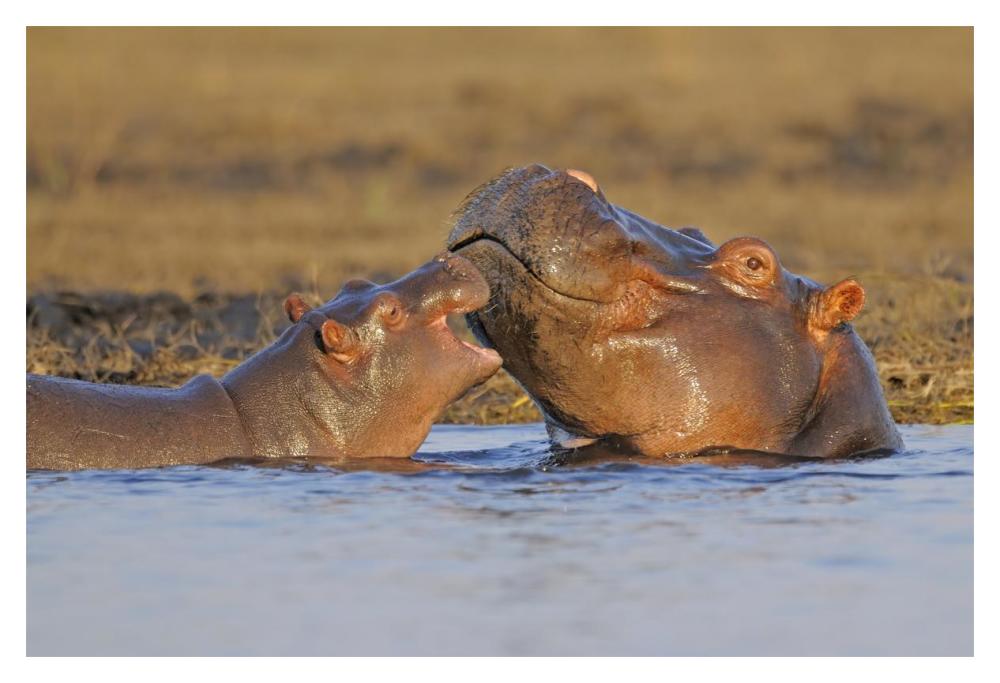 Hippo mother with calf, Chobe National Park, Botswana-Paper Art-20"x14"