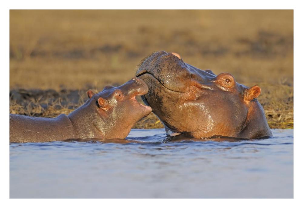 Hippo mother with calf, Chobe National Park, Botswana-Paper Art-32"x22"