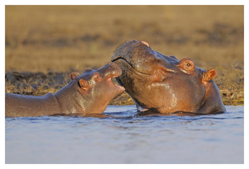 Hippo mother with calf, Chobe National Park, Botswana-Paper Art-50"x34"